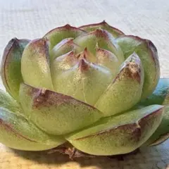 ア*。様 n117 新品種　ひとみ　エケベリア　多肉植物