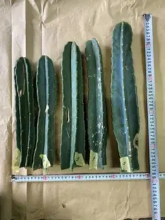 柱サボテン　鬼面角　トゲなし　ブルー系　訳あり　3のサムネイル