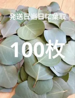 유칼립투스 잎 100매_어레인지먼트/오너먼트/리푸 샤워