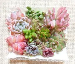 【多肉の寄せ植えセット（え）】 カット苗 多肉植物 エケベリア 小苗 虹の玉入り