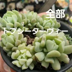 らをん様 リクエスト 2点 まとめ商品