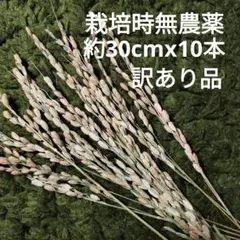 稲穂　ドライ訳あり品　10本