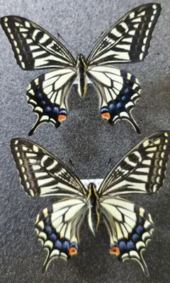 週末価格‼️ナガサキアゲハ♀ 標本 ☆ビリトン島産☆101mm白化型個体