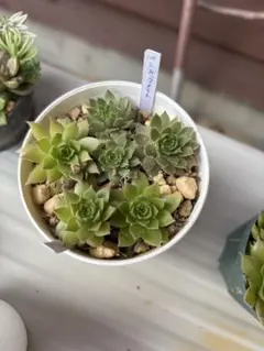 2025年最新】センペルビウム セットの人気アイテム - メルカリ