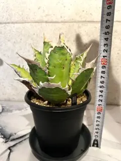アガベ 鉢植発送 レッドキャット ゴリ猫極上血統 スペシャル個体 超特選 アガベ 鉢植発送 レッドキャット ゴリ猫極上血統 スペシャル個体