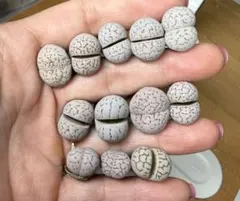 10-3 多肉植物 リトープス　綾耀玉　大苗セット　写真全部　セール