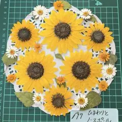 向日葵の押し花セット