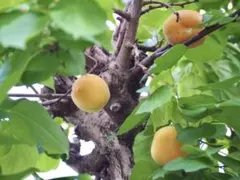 まめ様