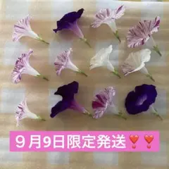 ９月9日限定❣️発送❣️押し花 朝顔 12セット