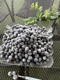 ブルーベリー1.0kg 2箱 1.5kgクール便　化粧箱入り ブルーベリー1.0kg 2箱 1.5kgクール便 化粧箱入り - メルカリ