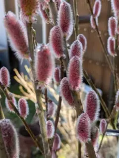 ピンクネコヤナギ 発芽苗 もふもふで可愛い猫柳 切り花 茶花 挿し木活着苗 ピンクネコヤナギ 発芽苗 もふもふで可愛い猫柳 切り花 茶花 挿し木