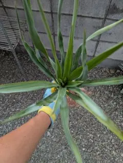 2025年最新】ユッカ レクルビフォリアの人気アイテム - メルカリ