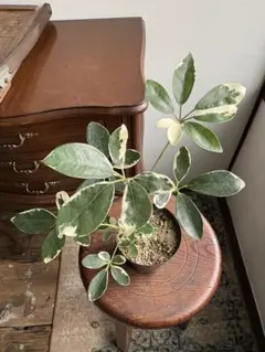 ふみのすけ様 リクエスト 2点 まとめ商品