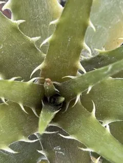 DBディッキア Dyckia Arizona hybrid #126 ⑴ - メルカリ