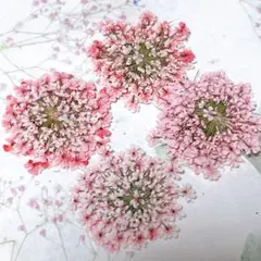押し花素材＊レースフラワー　大サイズ20