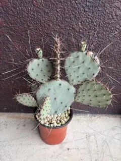 多肉植物 ウチワサボテン 野狐 （Opuntia pycnantha）カット枝 - メルカリ