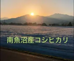 コシヒカリ精米5kg(南魚沼産)のサムネイル