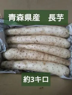 青森県産　長芋　約3キロのサムネイル