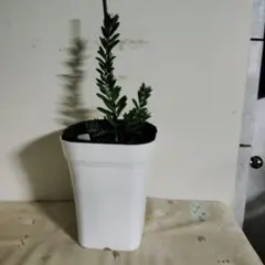 MEGU様 リクエスト 2点 まとめ商品