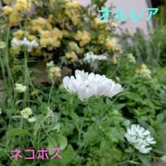 開花中 オンファロデス5苗＋これから苗5苗☘️ ❤抜き苗❤ 無農薬