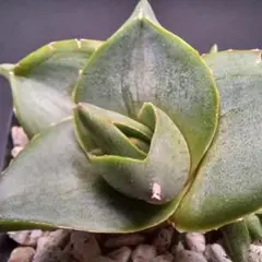 希少 パチセントラ フライングソーサー アガベ 子株 - メルカリ