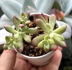 多肉植物 パープルボンボン カット苗 つぶつぶ ぷくぷく レア 人気