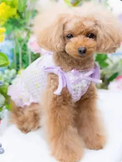 Item thumbnail for item 7794048a-1dca-4b92-9902-d565b3207c85