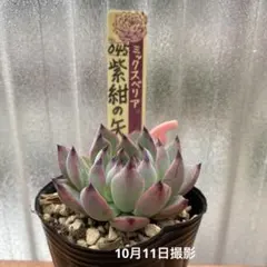 ❤️確認用❤️ミックスベリア❤️紫紺の矢❤️カット発根管理中〜♪✨メルカリ便✨札なし 2025年最新】紫紺の矢 ミックスベリアの人気アイテム - メルカリ