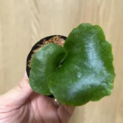 2026年最新】観葉植物 ビカクシダの人気アイテム - メルカリ