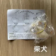 【新品】うちの子のけだまだま 柴犬 ガチャ　②