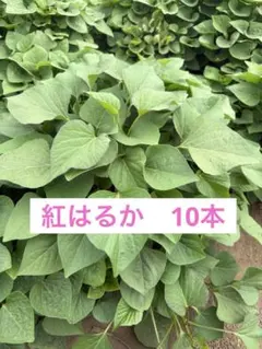 ゆたさん様 リクエスト 3点 まとめ商品