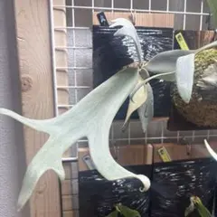 P. willinckii 'Elsa'（エルサ）OC - メルカリ