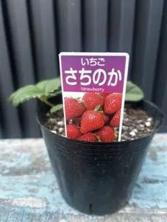 2026年最新】いちごのプランターの人気アイテム - メルカリ
