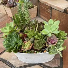 ＊多肉植物 寄せ植え オーバルポット＊