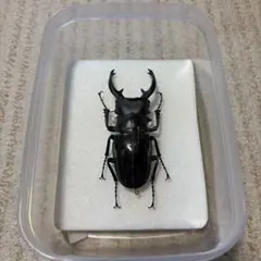 新種？ マンヤンボネブトクワガタ 1オス 標本 Aegus sp. - メルカリ