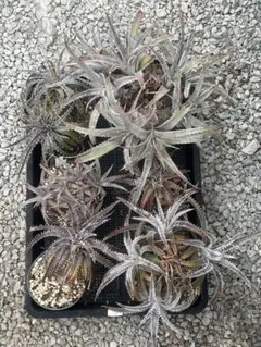 JMD ディッキア Dyckia まとめ売り JMD棚21番 9株 - メルカリ