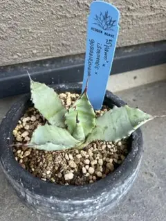 超希少　アガベX ホワイトファングOC 超希少 アガベX ホワイトファングOC 超希少 アガベX ホワイト