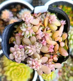 はーちゃん様 リクエスト 2点 まとめ商品