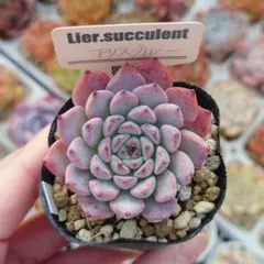 ルシ (即購入NG)様 リクエスト 2点 まとめ商品