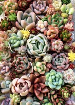 多肉植物カット苗詰め合わせ②♡19×12cm 大パック ♡寄せ植え 多肉弁当