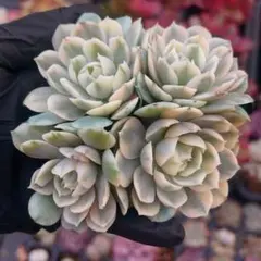 エム様 リクエスト 4点 まとめ商品