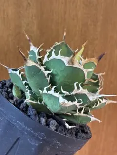 2026年最新】オテロイの人気アイテム - メルカリ