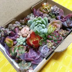 17　多肉植物カット苗詰め合わせ　¥770