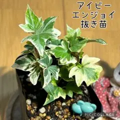 アイビー苗　エンジョイ　抜き苗　根付き　ぞうさん