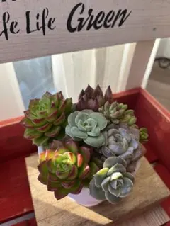 多肉エケベリア、セダム、ティア、レディジアに似てる！ピンクハニー、葉挿し小苗付き