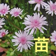 2026年最新】たんぽぽの綿毛の人気アイテム - メルカリ