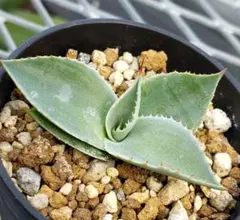 2025年最新】パリートランカータの人気アイテム - メルカリ