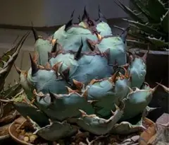 2025年最新】アガベBBの人気アイテム - メルカリ