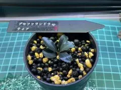 ブセファランドラ spクダガン丸葉TYPE4株セット - メルカリ