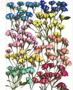 押し花素材、カラー極小バラリトルウッズ。1。